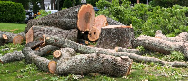 Large Tree Removal in Lakeville