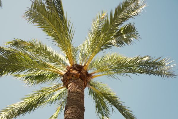 Palm Tree Removal in Lakeville