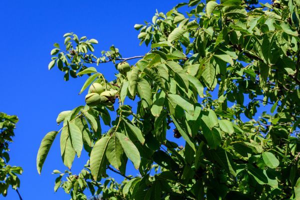 Walnut Tree Removal in Lakeville
