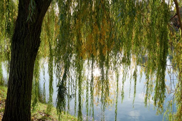 Willow Tree Removal in Lakeville