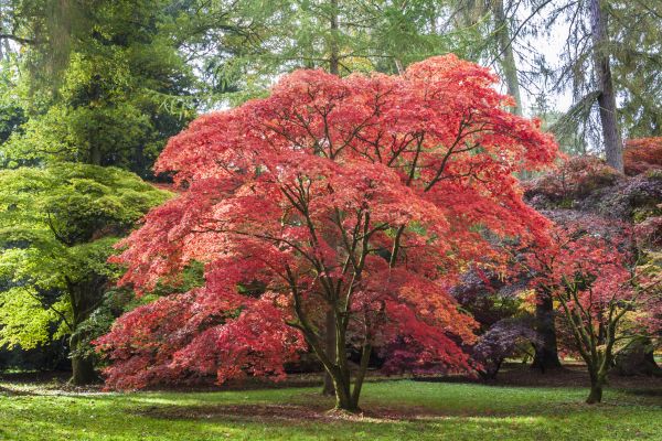 Maple Tree Removal in Lakeville
