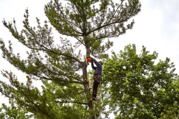 Pine Tree Removal in Lakeville