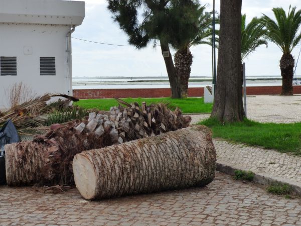 Palm Trees Removal in Lakeville