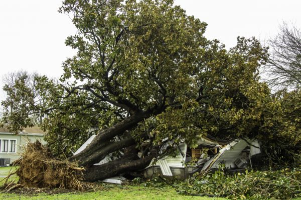 Fallen Tree Removal in Lakeville