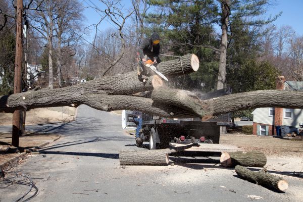 Residential Tree Removal in Lakeville