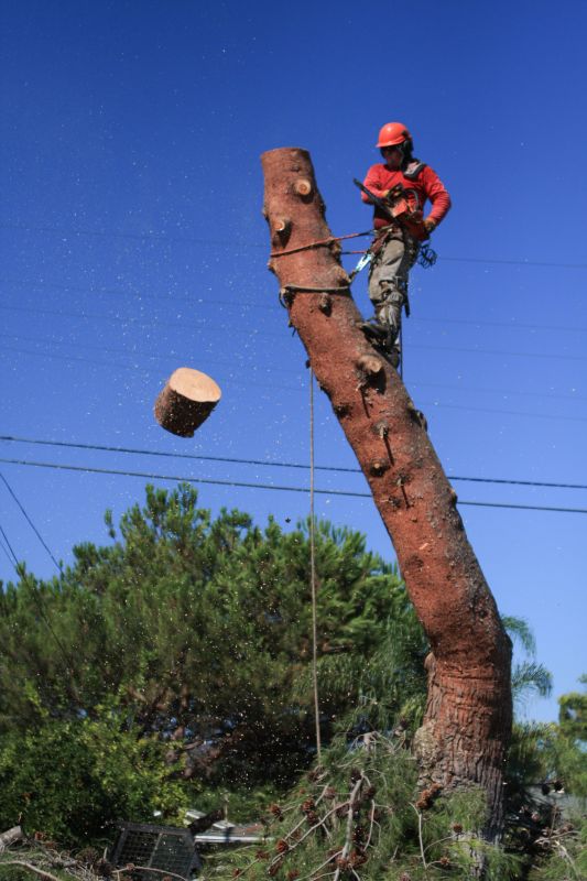 Apple Tree Removal