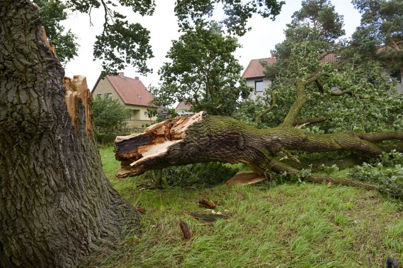 Fallen Tree on Residential Property