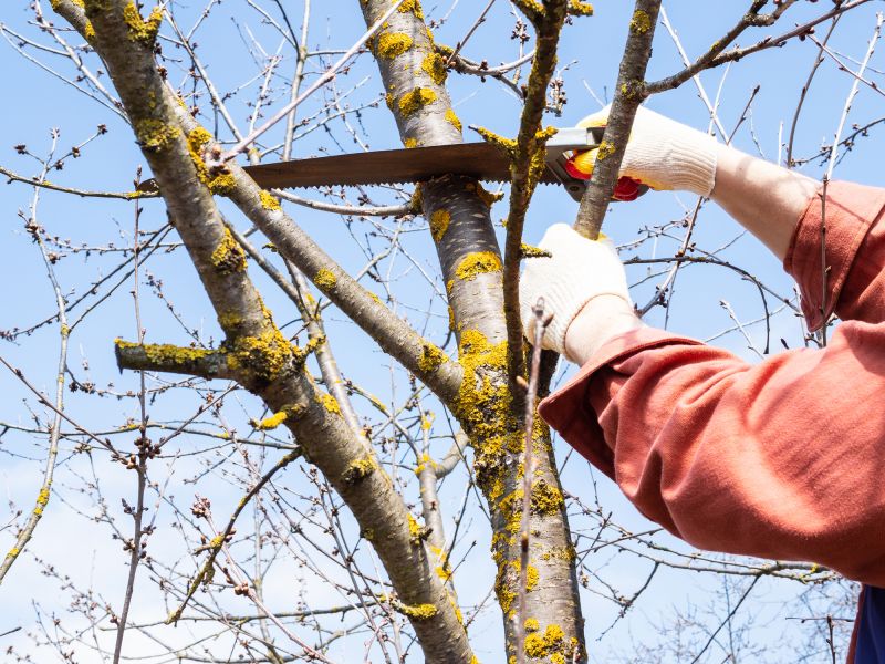 Tree Care and Maintenance