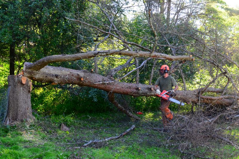 Safety Measures in Tree Removal